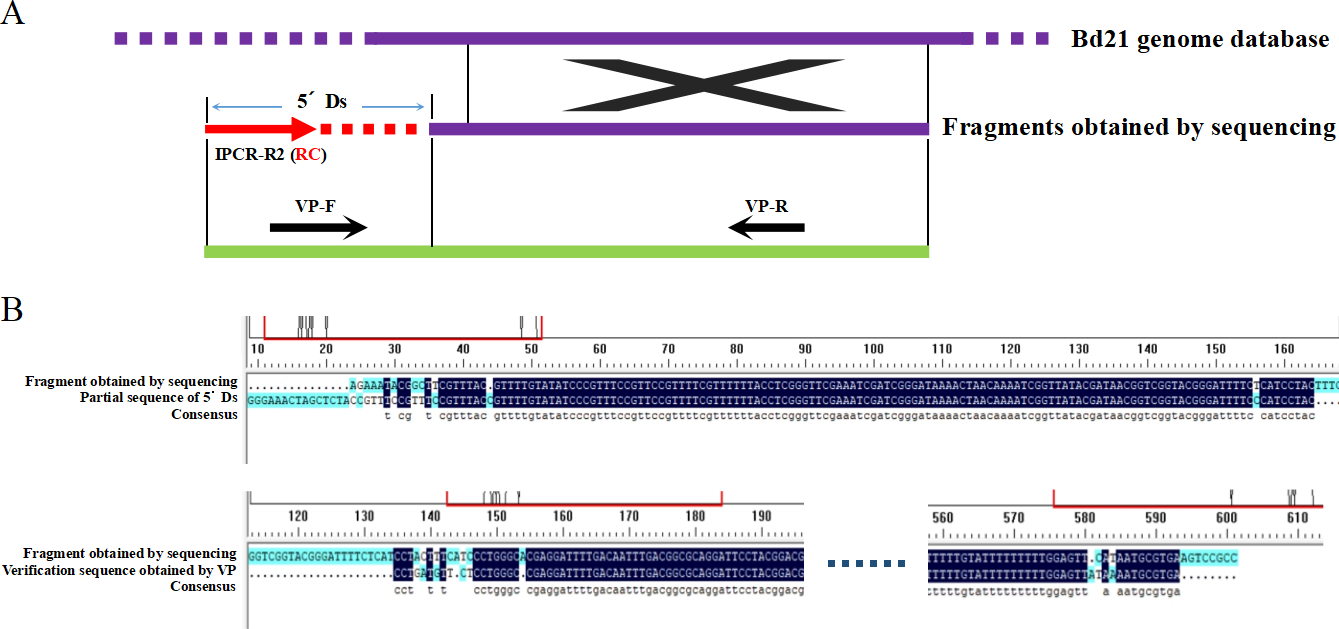 Key Techniques and Efficiency Analysis of Amplification of Flanking Unknown Sequences by Inverse PCR